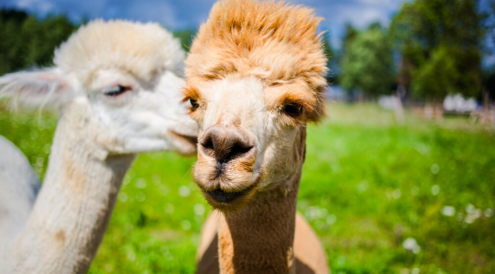Ferme Bel Alpaga